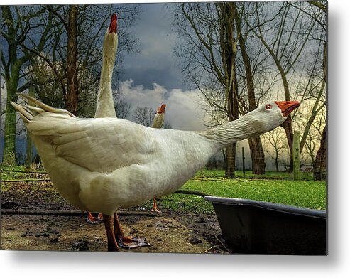 Geese Metal Print featuring the photograph The 3 Geese by Piet Flour