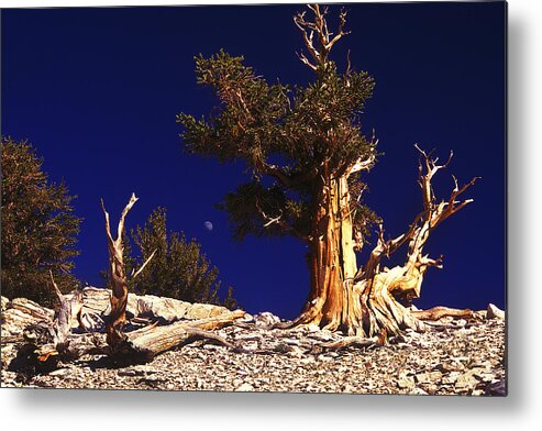 Bristlecone Metal Print featuring the photograph The Ancients by Paul W Faust - Impressions of Light