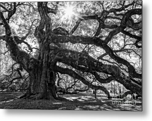 Trees Metal Print featuring the photograph The Angel Oak BW by Deborah Scannell