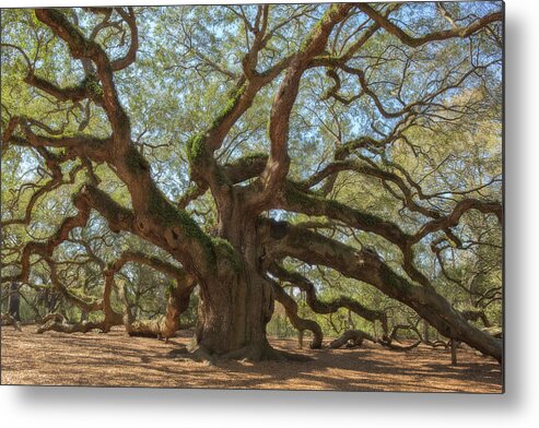 Tranquility Metal Print featuring the photograph The Angel Oak by Kathleen Clemons