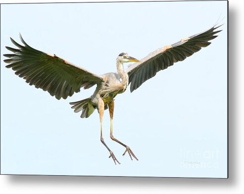 Bird Metal Print featuring the photograph The arrival by Heather King