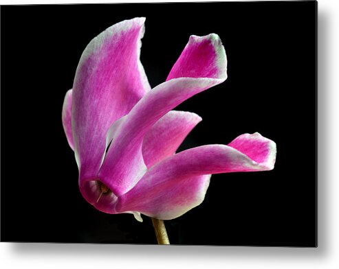 Cyclamen Metal Print featuring the photograph The Art Of Cyclamen by Terence Davis