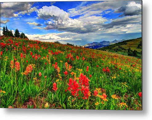 Wildflowers Metal Print featuring the photograph The Art of Wildflowers by Scott Mahon