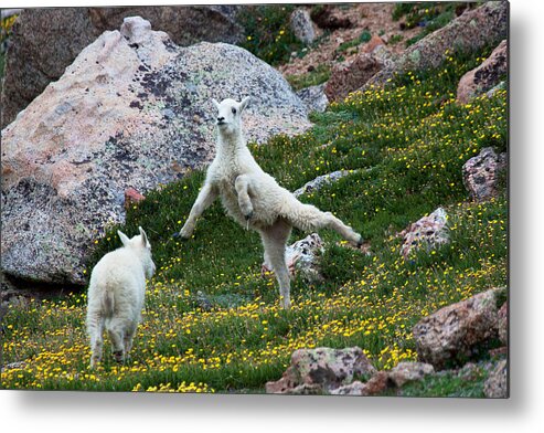 Mountain Goats; Posing; Group Photo; Baby Goat; Nature; Colorado; Crowd; Baby Goat; Mountain Goat Baby; Happy; Joy; Nature; Brothers Metal Print featuring the photograph The Ballerina by Jim Garrison