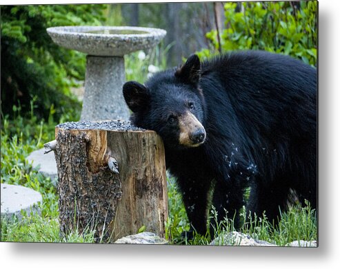 Black Bear Metal Print featuring the photograph The Bear Cub with an itch by Matt Swinden