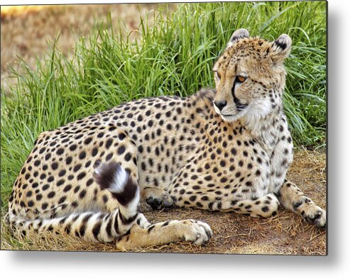 Cheetah Metal Print featuring the photograph The Beautiful Cheetah by Jason Politte