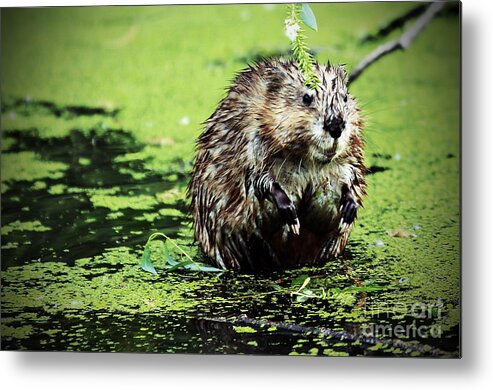 Beaver Metal Print featuring the photograph The beaver with the attitude by Elizabeth Winter