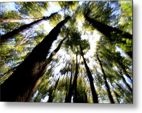 Bewitched Metal Print featuring the photograph The Bewitched Forest by Arie Arik Chen