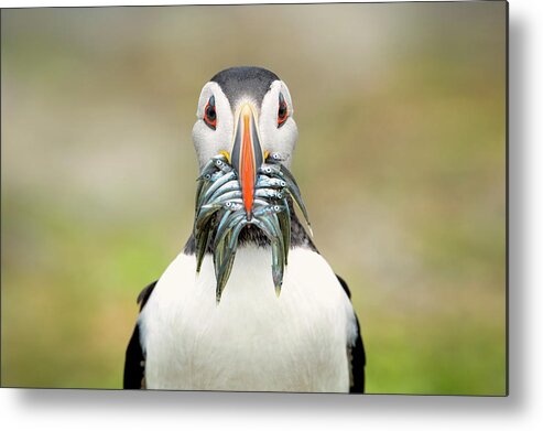 Puffin Metal Print featuring the photograph The Big Catch by Fegari