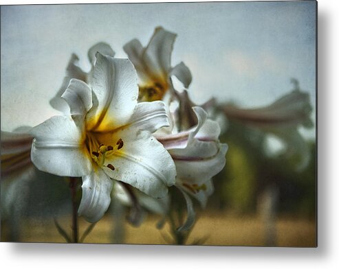 Easter Lilies Metal Print featuring the photograph The Calling by Belinda Greb