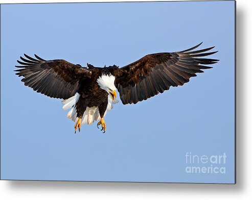 American Bald Eagle Metal Print featuring the photograph The Calling by Bill Singleton
