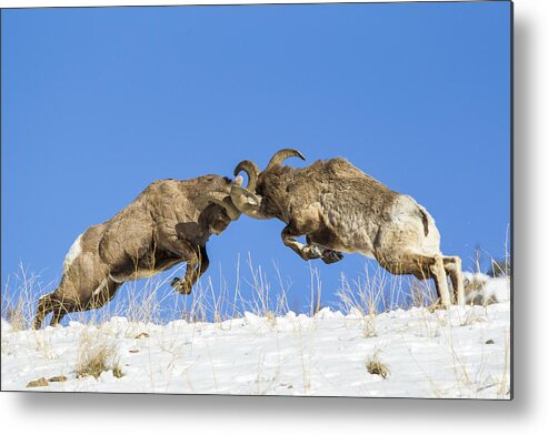 Wyoming Metal Print featuring the photograph The Clash by D Robert Franz