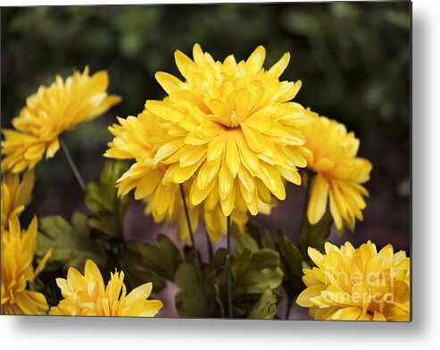 Yellow Metal Print featuring the photograph The Color Yellow by Douglas Barnard