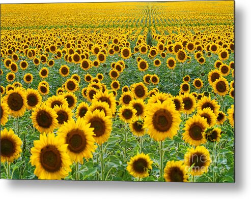 Flowers Metal Print featuring the photograph The Colorado Gold Fields by Jim Garrison