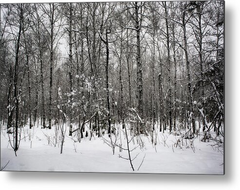 Winter Landscape Metal Print featuring the photograph The Colors of a Winter's Day by Dan Hefle