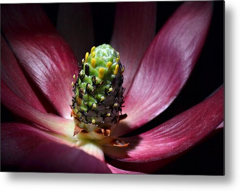 Levcodendron Metal Print featuring the photograph The Cone by Terence Davis