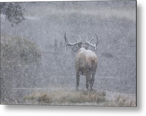Big Game Metal Print featuring the photograph The Crossing by D Robert Franz