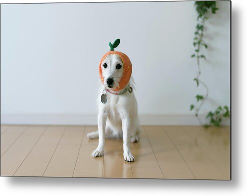 Pets Metal Print featuring the photograph The Cute Dog With A Tangerine Cap by Hazelog