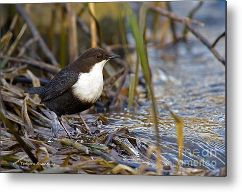 The Dipper Metal Print featuring the photograph The Dipper by Torbjorn Swenelius