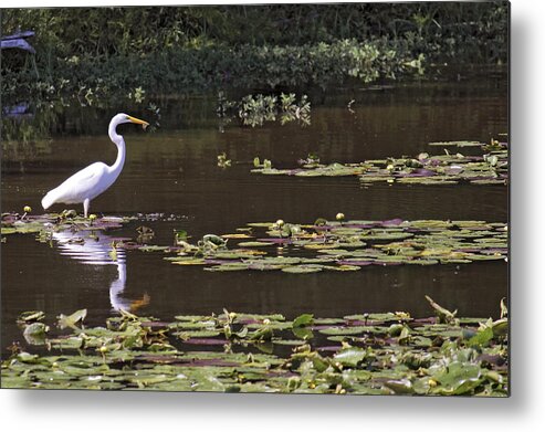 Egret Metal Print featuring the photograph The Egret Hunter by Jason Politte