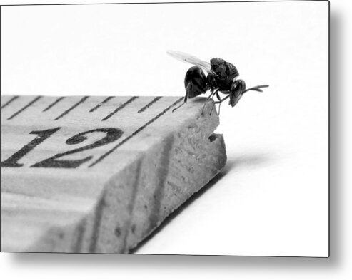 Chalcid Wasp Metal Print featuring the photograph The End of the Known World by Walter Klockers