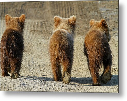 Bear Metal Print featuring the photograph The End by Shari Sommerfeld