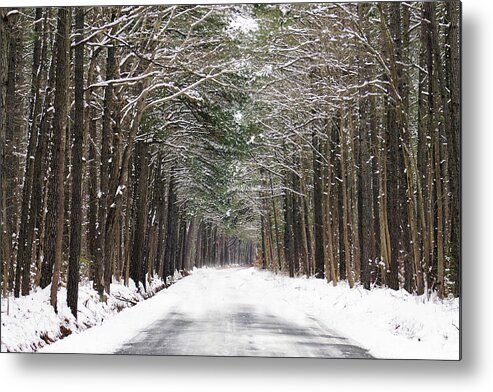 Trees Metal Print featuring the photograph The evergreen way by Lily K