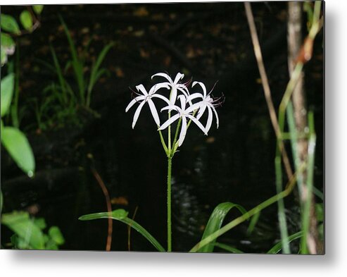 Spider Lily Metal Print featuring the photograph The Flower of the Swamp by Lindsey Floyd