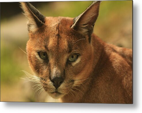 Caracal Metal Print featuring the photograph The Focus of a Caracal by Laddie Halupa