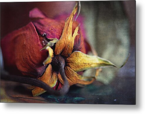 Red Rose Metal Print featuring the photograph The Forgotten Rose by Maria Angelica Maira