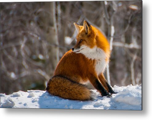 New England Metal Print featuring the photograph The Fox 2 by Thomas Lavoie