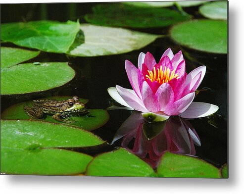 Jma Metal Print featuring the photograph The Frog and the Lily by Janice Adomeit