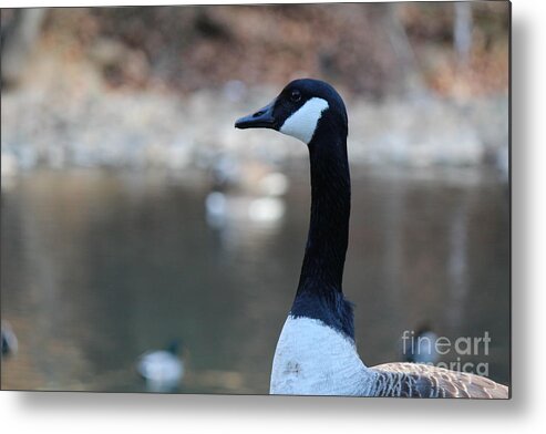 Goose Metal Print featuring the photograph The Gander by David Jackson