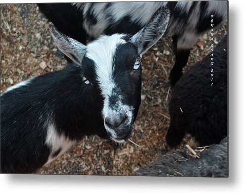 Goat Metal Print featuring the photograph The Goat with the Gorgeous Eyes by Verana Stark