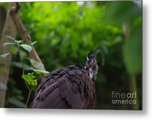 Michelle Meenawong Metal Print featuring the photograph The Great Curassow 2 by Michelle Meenawong