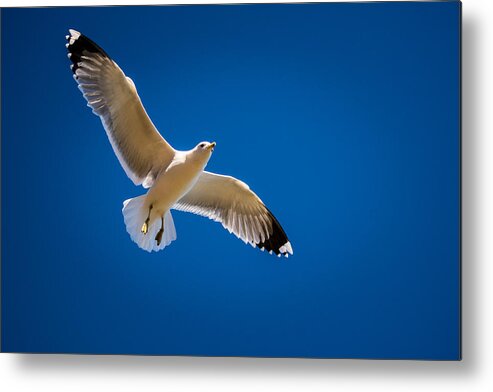 Gull Metal Print featuring the photograph The Gull by Janis Knight