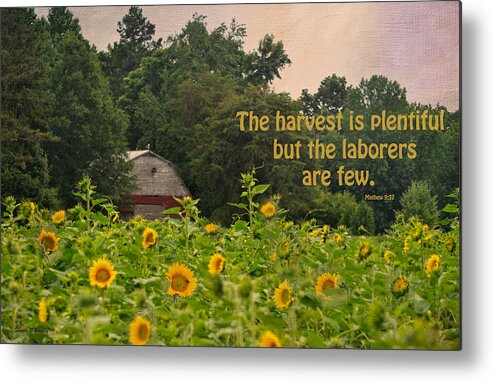 Sunflower Field Metal Print featuring the photograph The Harvest Is Plentiful by Sandi OReilly
