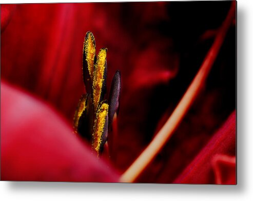 Scarlet Colored Lily Metal Print featuring the photograph The Insiders by Michael Eingle
