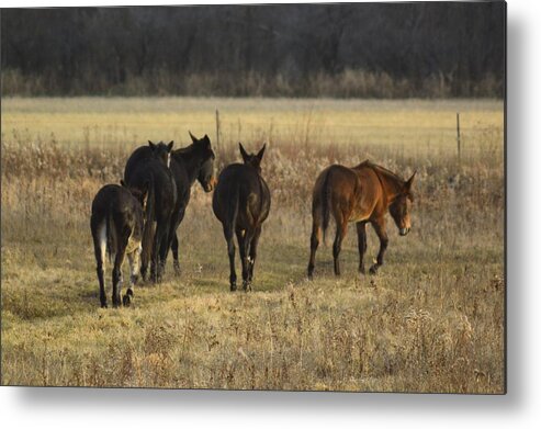 Jackass Metal Print featuring the photograph The Jackasses by Bonfire Photography