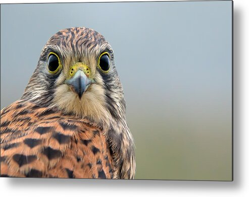Kestrel Metal Print featuring the photograph The Kestrel face to face by Torbjorn Swenelius