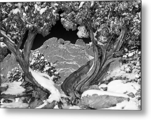 The Kissing Camels Rock Formation Metal Print featuring the photograph The Kissing Camels Framed By An Ancient Juniper by Bijan Pirnia