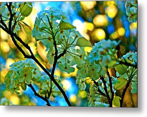 First Green Metal Print featuring the photograph The Light Of Spring by Ira Shander