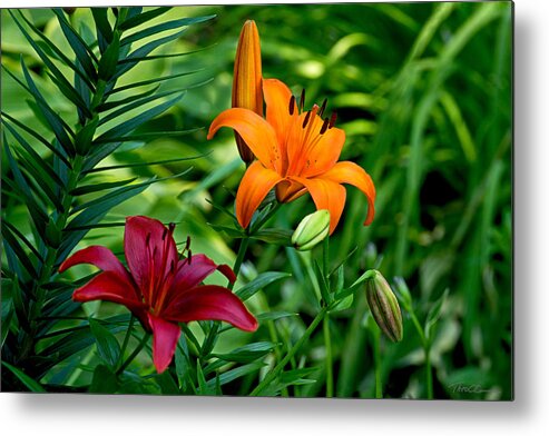 Lilies Metal Print featuring the photograph The Lilies of Summer by Theo OConnor