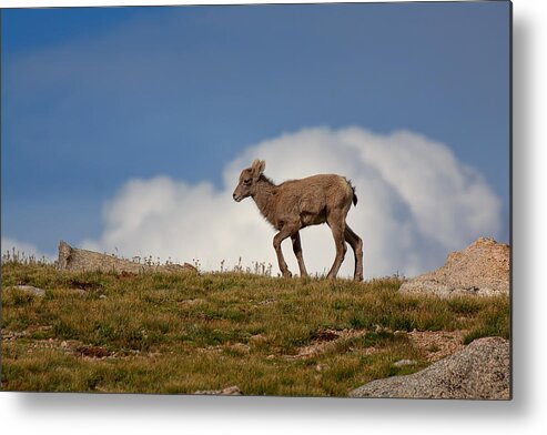 Bighorn Sheep Metal Print featuring the photograph The Little Bighorn by Jim Garrison