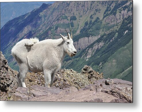 Mountain Metal Print featuring the photograph The Little Guy by Aaron Spong