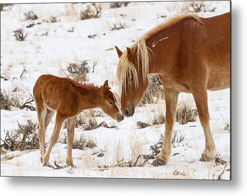 Mare Metal Print featuring the photograph The Little One by Sandy Sisti