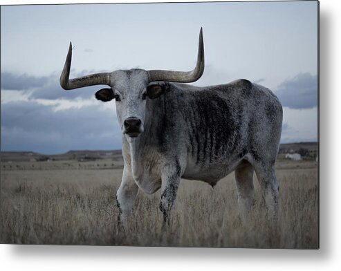 Longhorn Metal Print featuring the photograph The Longhorn by Ernest Echols