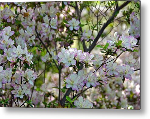 White And Pink Azalea Blossoms Metal Print featuring the photograph The Lovely Azaleas by Byron Varvarigos