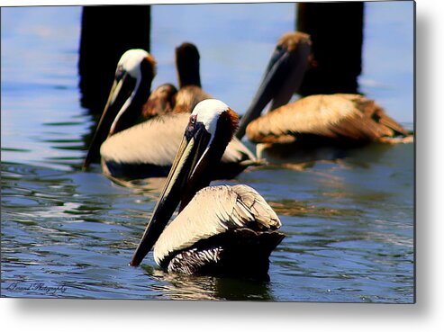 Pelican Metal Print featuring the photograph The Lovely Pelican by Debra Forand
