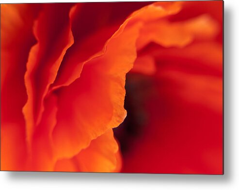 Flowers Metal Print featuring the photograph The Memories They Linger by Craig Szymanski